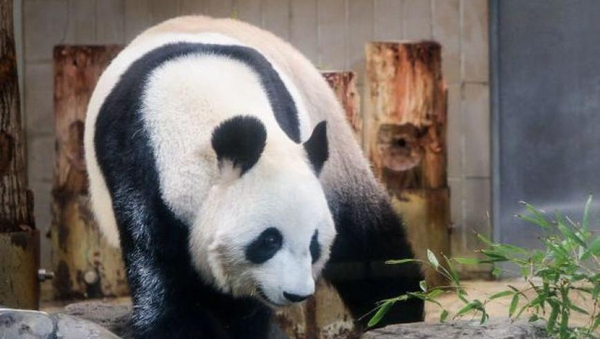 旅日大熊猫“比力”“仙女”成功搭乘飞机抵达成都双流国际机场