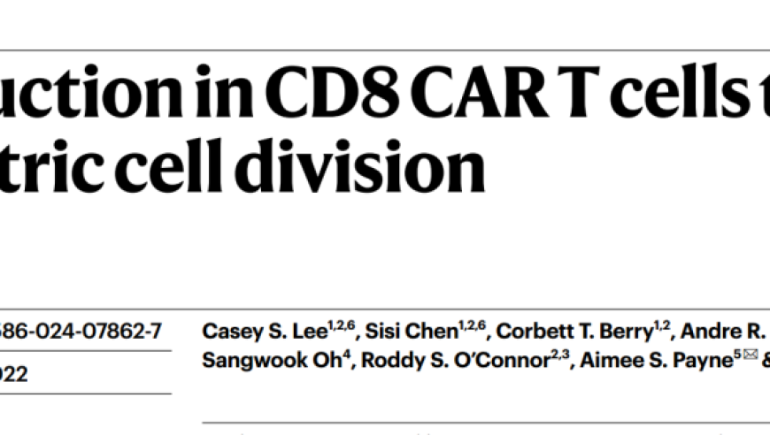 非对称分裂驱动的CD8+CAR T细胞命运选择：Nature的影响与解析