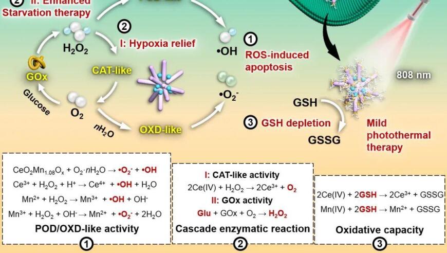 湖北工业大学李草AFM：新型多功能抗肿瘤高分子/Ce-Mn异质结复合级联酶系统：科学发现与应用探索