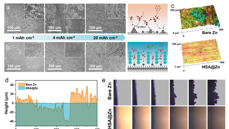 江南大学刘天西/陈苏莉《AFM》：气凝胶驱动界面快速自凝胶化实现高可逆锌负极