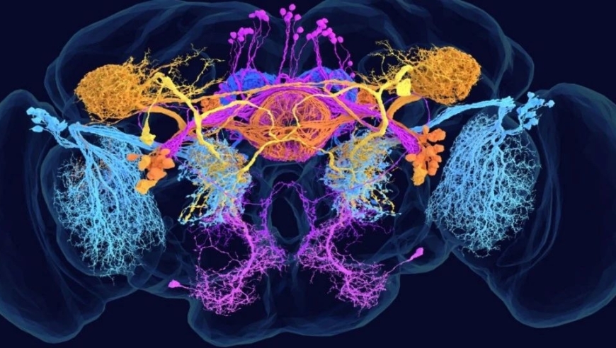 解锁全新科学奇观！《自然》封面专题揭示果蝇完整大脑图谱，构建关于大脑神经元网络的新纪元！