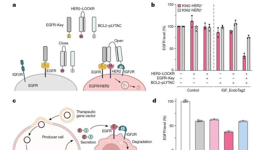 杰出科学家合作，全新蛋白降解药物类型研究成果发表在《自然》杂志上