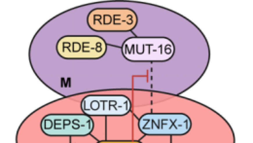 Nat Cell Biology发现多相凝聚体结构：小RNA驱动的跨代表观遗传机制揭示