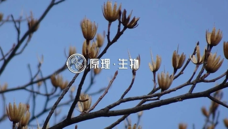 网络揭秘：木材的更多特性与应用