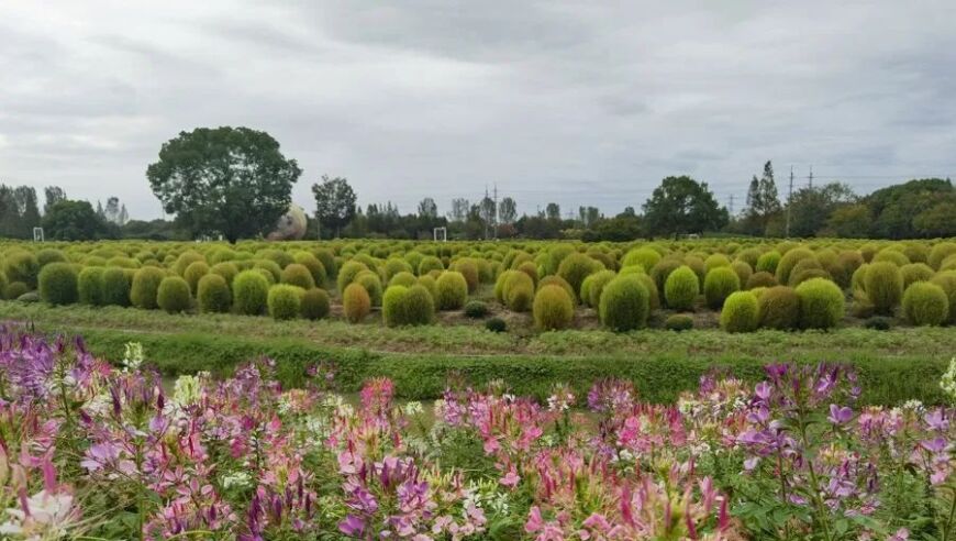 沪郊金山朱泾花灯文化旅游嘉年华热烈开启：一场集赏花、游园、互动于一体的夜晚狂欢盛宴即将上演！