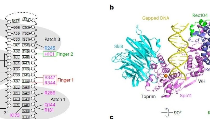 进化分子与生物体：揭秘DNA-Spo11核心复合物的结构与减数分裂启动机制