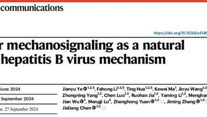 复旦大学团队揭示机械力感知通路在肝炎病毒感染清除中的关键作用