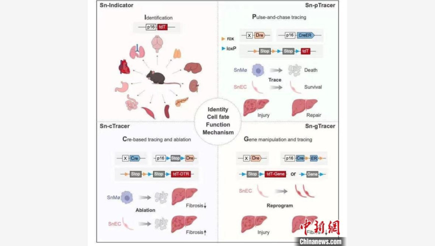 精准评估老化细胞的良恶：上海科学家揭示