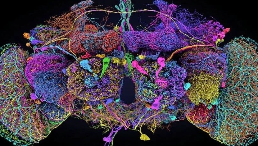 全新脑科学研究揭示：人工智能与众包结合，仅耗3年33万小时完成果蝇大脑连接图谱