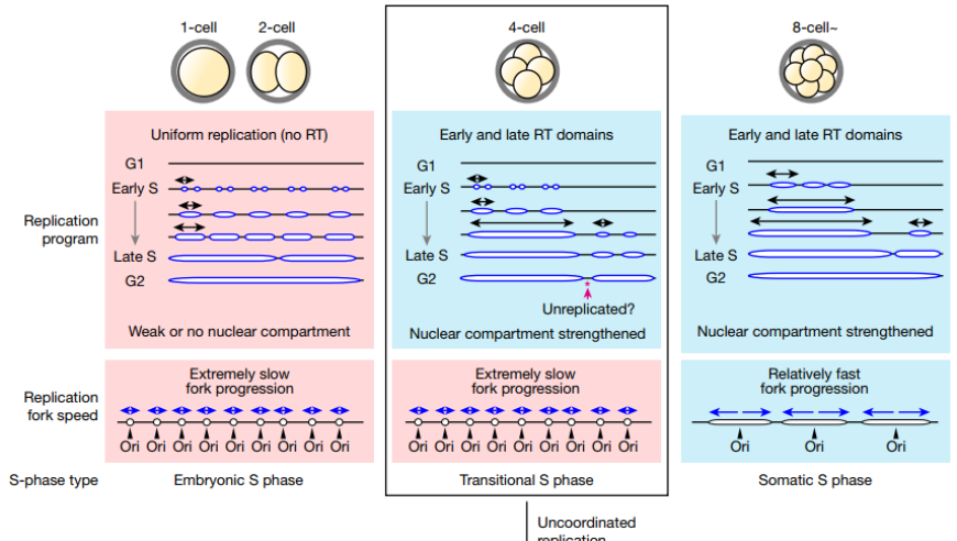 掌控早期胚胎DNA复制：揭示基因组不稳定性和复制时间程序的神秘面纱