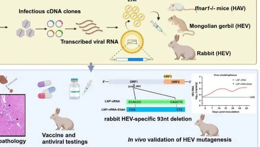 秦成峰、鲁凤民/王麟团队合作创新利用LNP递送系统建立新型肝炎病毒动物模型：开启新范式