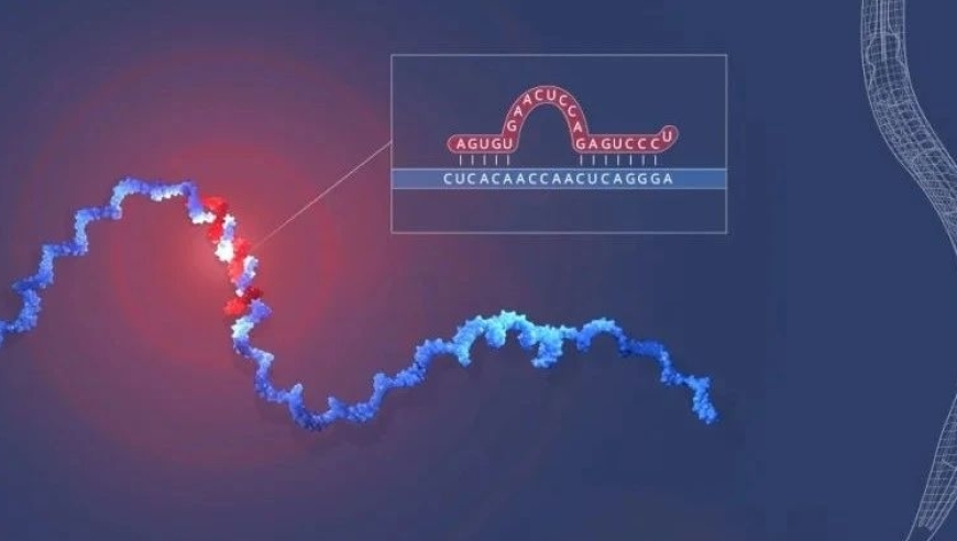 微RNA：揭示细胞发育的秘密——2024年诺贝尔生理学或医学奖的最新突破