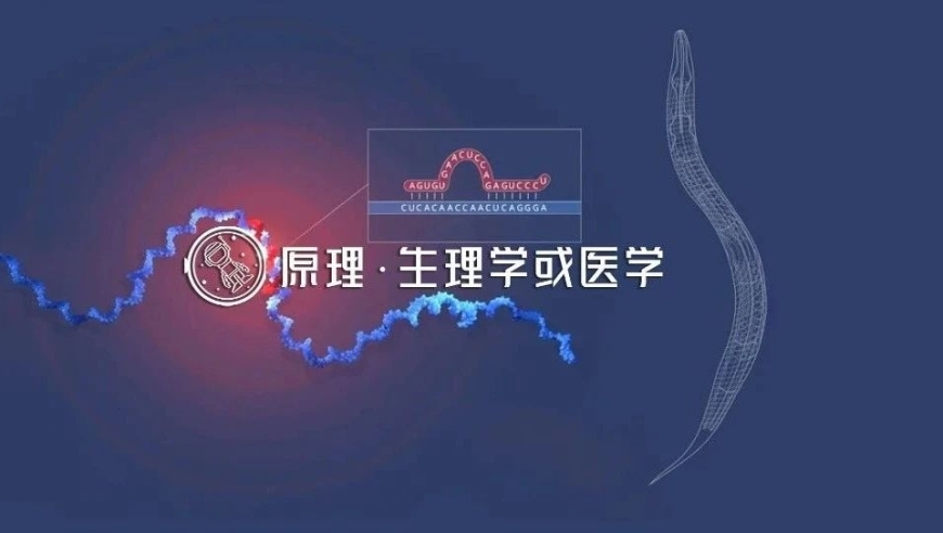 2024年诺奖揭示了RNA如何改变我们的未来，小小RNA引发的革命性的技术变革