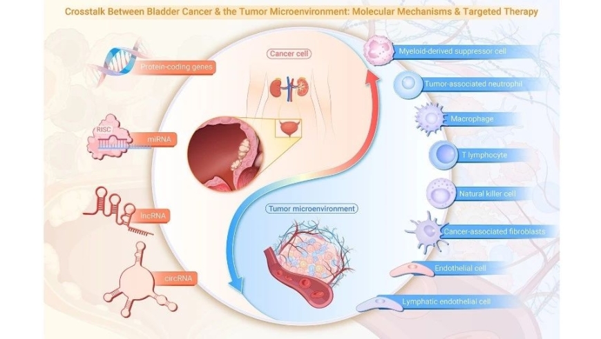 膀胱癌肿瘤微环境的深入研究：分子机制与新型靶向治疗的探索