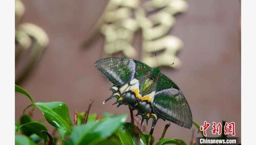 广东车八岭保护区又新增金斑喙凤蝶种群，生物多样性再次被刷新！