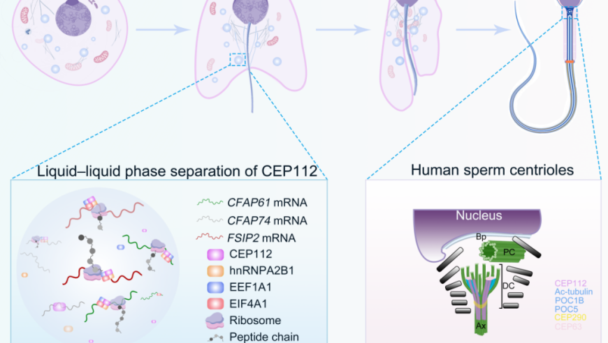 全球科研团队解析：中心体蛋白在男性的不育过程中作用机理揭示