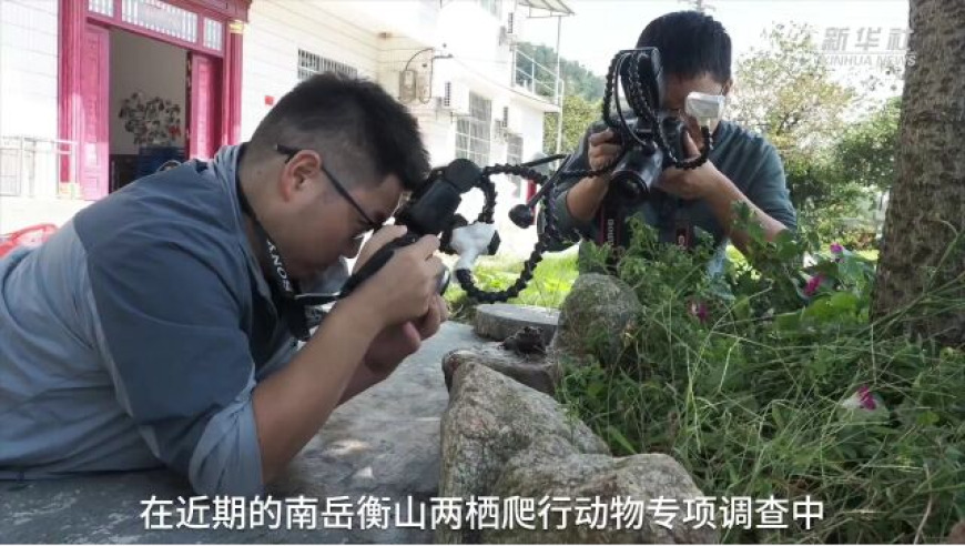 南岳衡山上，崇安髭蟾首次呈现雄性特征！