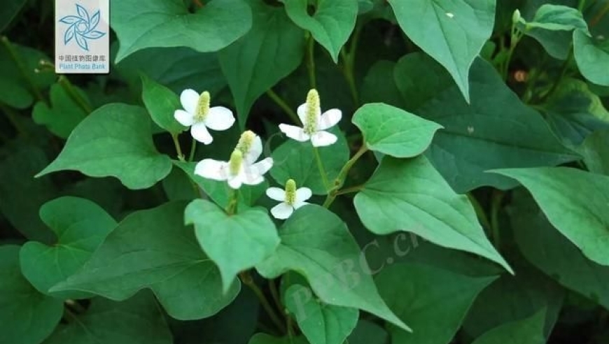 在田野与药房间：小野草的止咳旅程