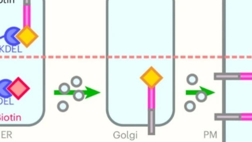  Nat Cell Biol: 神奇的尺寸过滤器在高GBM中的作用