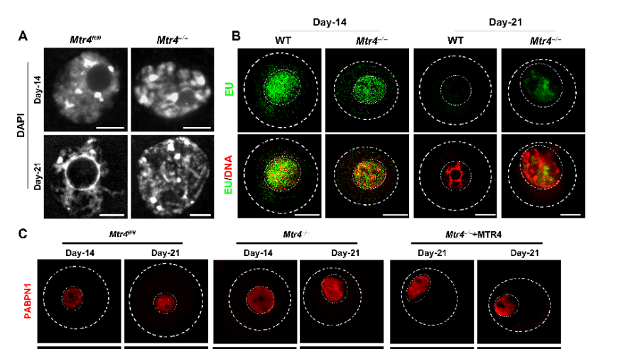 利用MTR4，Dev Cell揭示了RNA解旋酶如何调控小鼠卵母细胞的体积增长