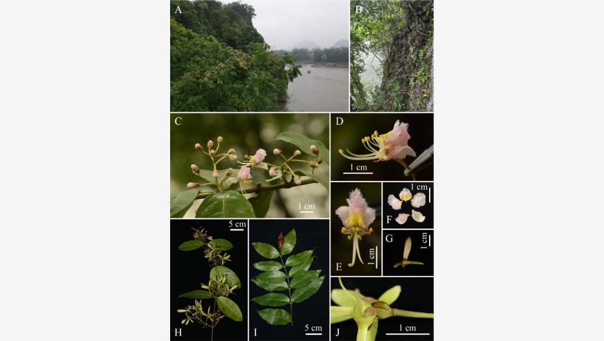 广西发现全新风筝果属植物-阳朔风筝果