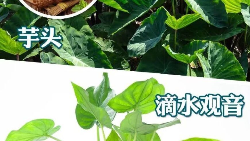 惊人意外！男孩误食滴水观音根茎导致死亡，专家提醒切勿擅自使用乌头碱！