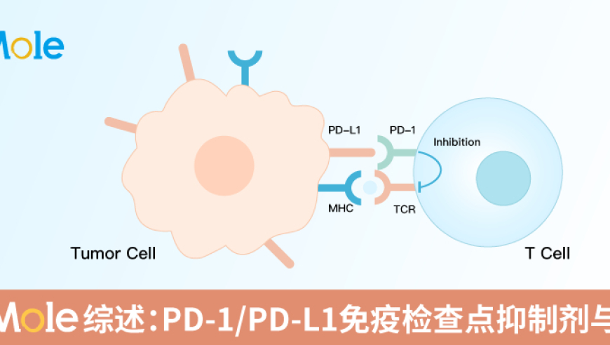 ABMole综述：探讨关键分子PD-1/PD-L1抑制剂与单抗在肿瘤免疫逃逸中的作用及其影响因素

或者

深入解析ABMole关于PD-1/PD-L1抑制剂与单抗对肿瘤免疫逃逸的影响及其最新进展