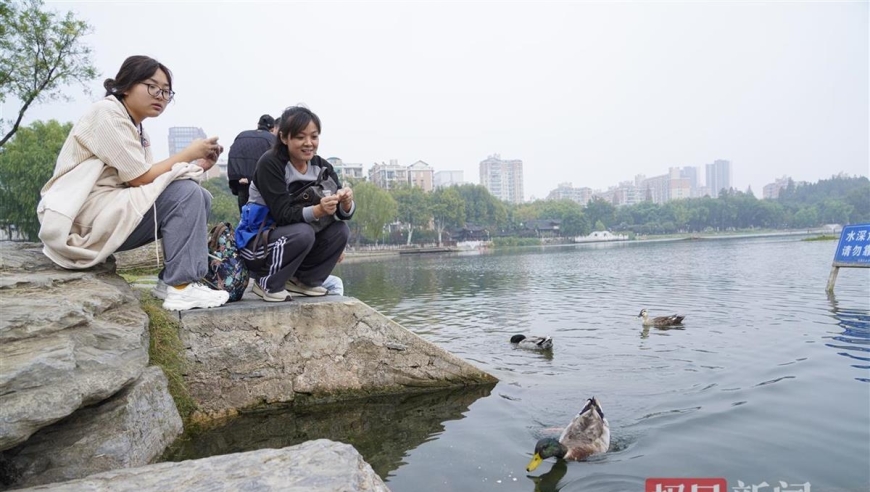 绿头鸭亲临武昌紫阳湖，湖面水波荡漾，尽显生态魅力