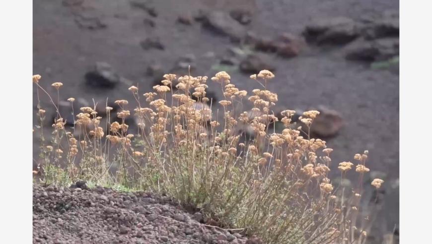 火山灰如何变为废为宝？意大利科研团队给出了新答案