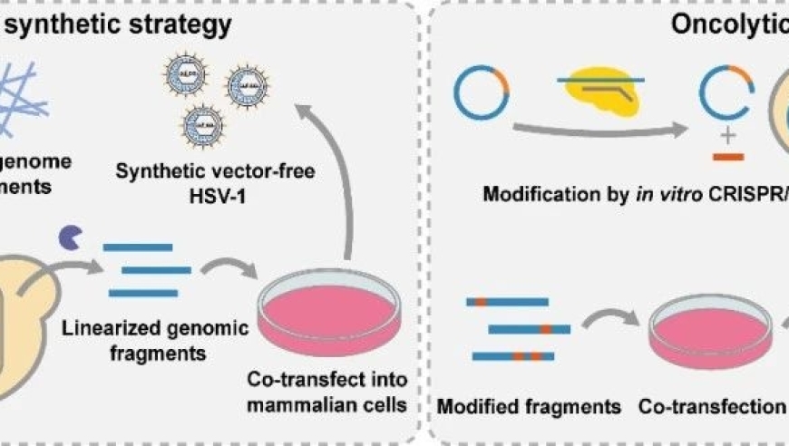 HSV-1溶瘤病毒构建中的重大突破：病毒学国家重点实验室揭示新机遇