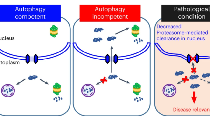 理解自噬障碍与蛋白质核内降解：探索这一疾病的潜在机制