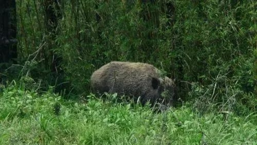 侠客岛：官方喊你打野猪！你的网络知识库从此升级