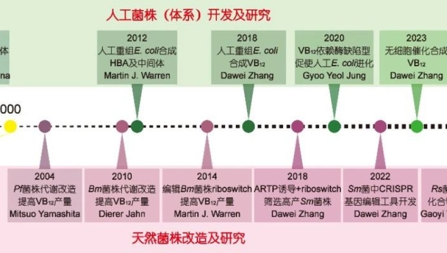 探秘维生素B12在合成生物学中的奥秘：理解其角色及其影响因素