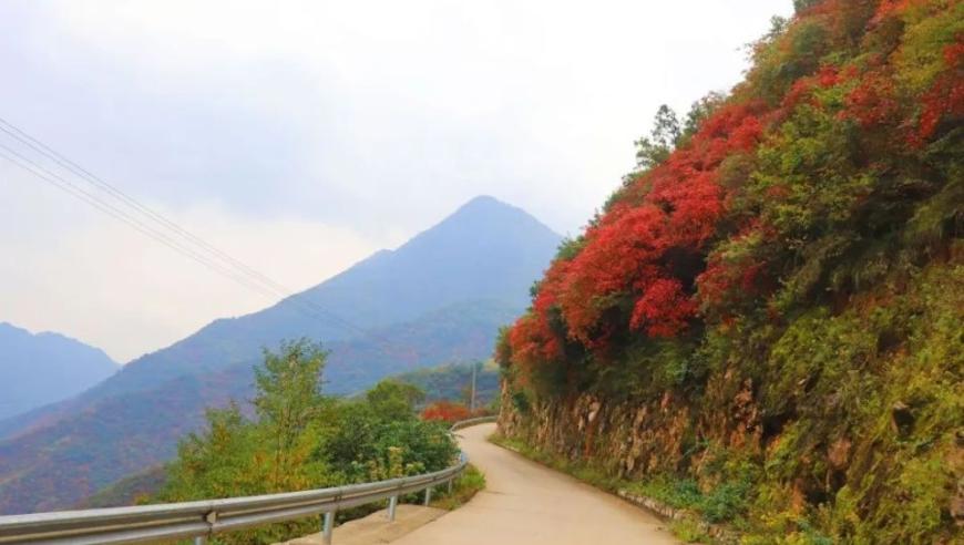 赏秋美景：又到红叶胜地，让我们一同去探秘!
灿烂的秋天，来亮彩我们的微光——赏红叶，一起逛家坪！
绚烂如火的红叶，尽显秋日韵味——来家坪赏红叶吧！