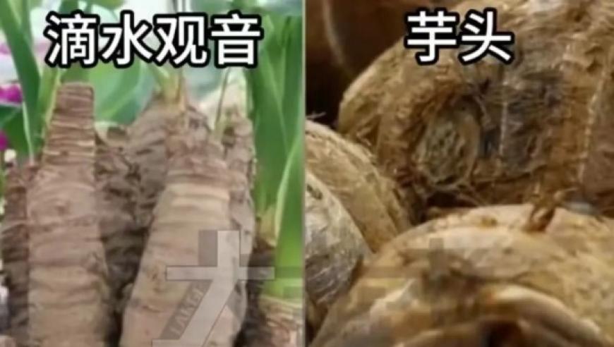 女孩误食毒蘑菇中毒，新闻中警示全网警惕