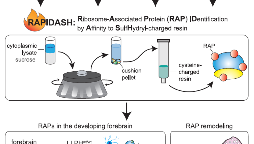 快速、准确地检测与分析无标记富集核糖体相关蛋白：使用Mol Cell和RAPIDASH的新技术
