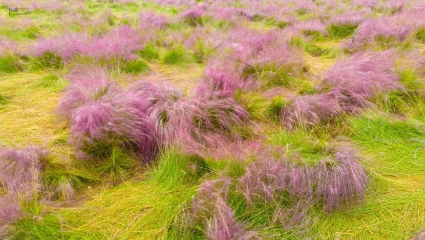 杭州的花海：版块间的无奈与叹息

这个标题可以简洁明了地表达出文章的主要和主题，同时也具有一定的吸引力。