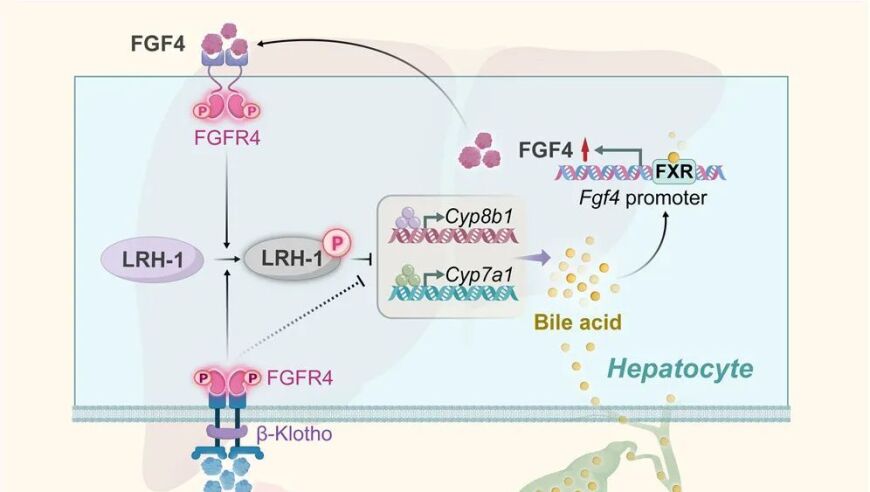 青科沙龙第122期：Cell Metab-肝脏FXR-FGF4如何维护胆汁酸稳态，细胞信号节点解析

或者

青科沙龙第122期探讨：FGFR4与肝细胞内FXR、FGF4及LRH1的相互作用，保障胆汁酸稳定：细胞代谢机制解析