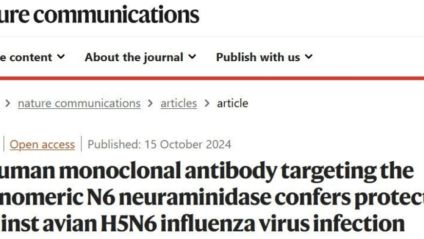 双特异性抗体的发现：如何通过人类细胞疗法对抗H5N6病毒？