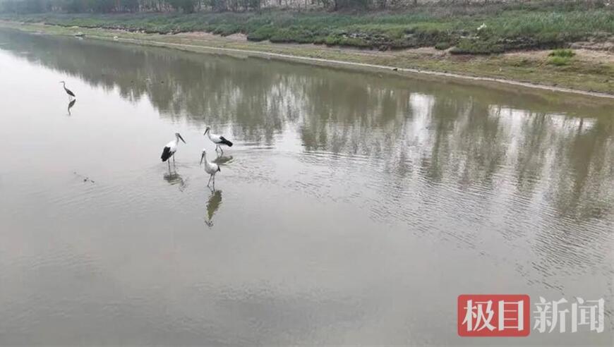 孝感朱湖中，东方白鹳首次展示华彩魅力