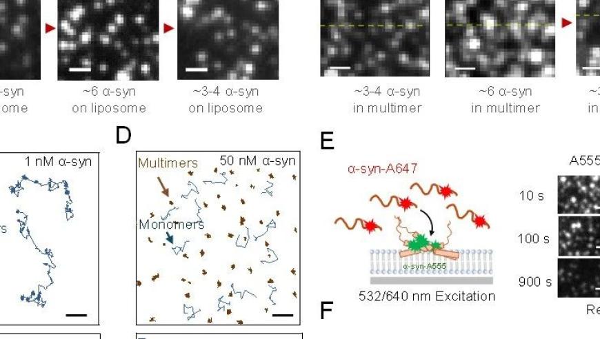 揭秘α-突触核蛋白自限制聚集机制，单分子荧光揭示崭新进展
