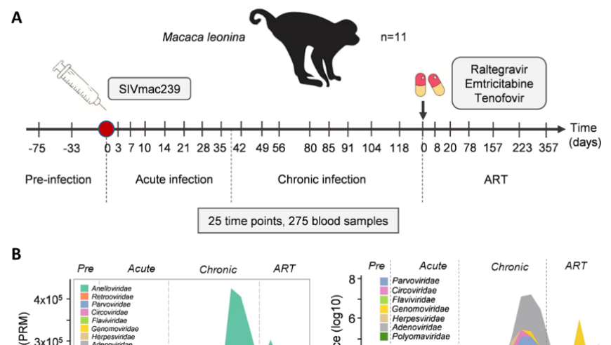 张驰宇/郑永唐团队揭示：北平顶猴艾滋病模型揭示血液病毒组在疾病进展中的角色