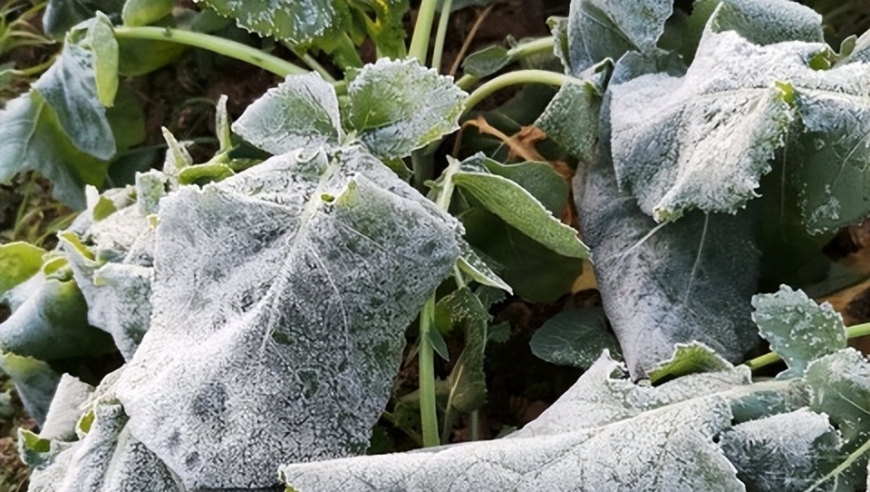 霜打过的瓜菜别再吃了：科学解析为何不能食用