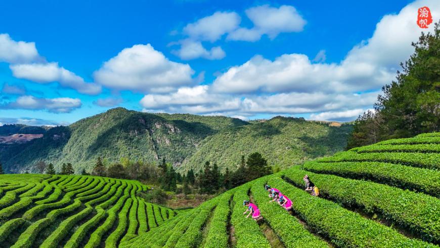 深入探索：泰顺山垟坪的茶文化体验——遇见三杯香制茶比赛与品味温州茶韵