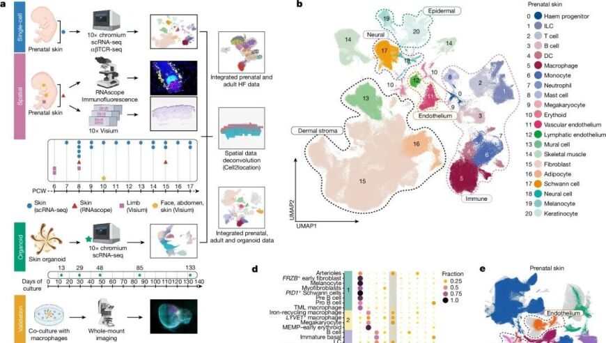 科学家绘制人类产前皮肤单细胞图谱，揭示生命的奇妙与神秘