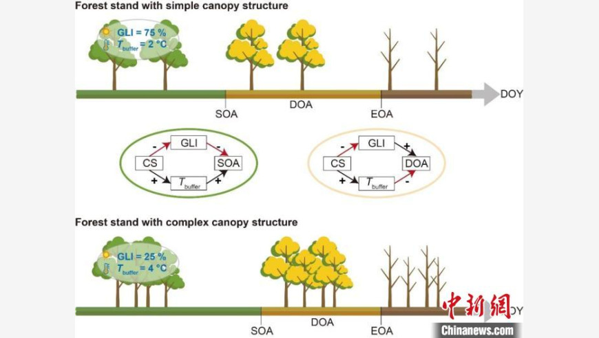 温度变化对温带森林冠层结构秋季物候的影响：最新科学研究揭示机制