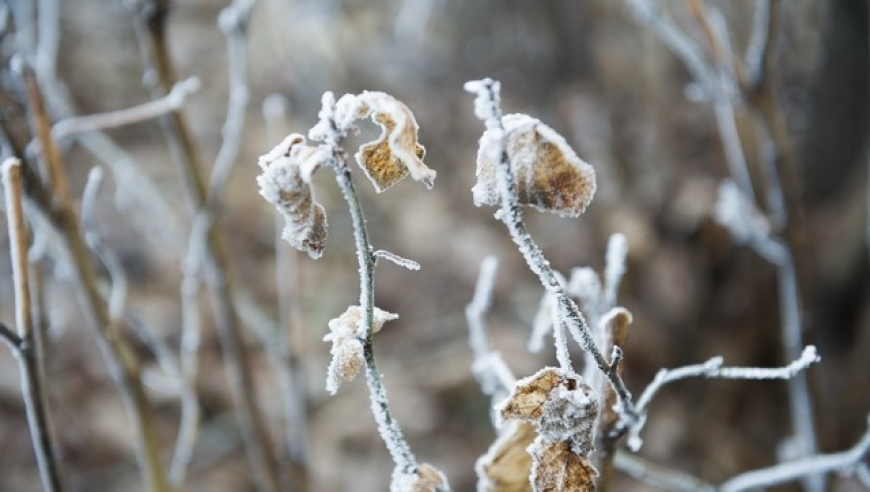 霜降已至：今年冬天天气如何？有详细的预测和报告可查