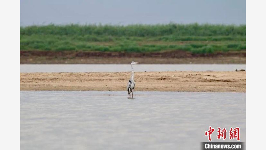 江西鄱阳湖湖南矶湿地冬季水鸟数量大幅增长，新纪录刷新!