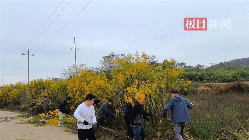 湖北浠水展开加拿大一枝黄花专项防控行动：警惕‘霸王花’，生态杀手不容忽视！