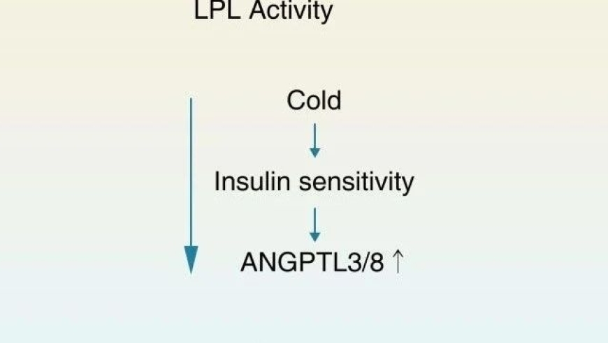 武汉大学王琰课题组揭示低温重塑机体内脂质代谢新途径